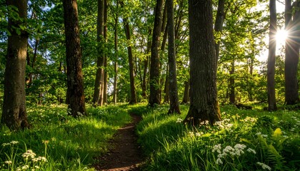 Obraz premium Sunlit path winds through lush green forest, wildflowers blooming along the way