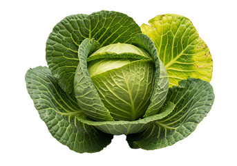 Fototapeta premium cabbage isolated on white