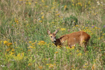 European roe deer among wildflowers and grass in the meadow