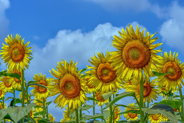 ヒマワリの花（Sunflower）