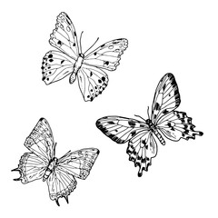 Obraz premium Graceful butterfly with wings, black and white sketch. Vector illustration. A set of silhouettes of a summer insect, isolated on a white background. The theme of insects, spring, romance and love