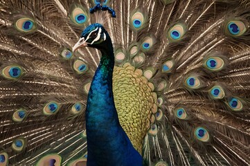 Fototapeta premium Stunning peacock displaying vibrant feathers in graceful pose, a symbol of beauty and elegance