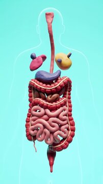 Cartoon Style Digestive System Stop Motion Animation in Teal Background