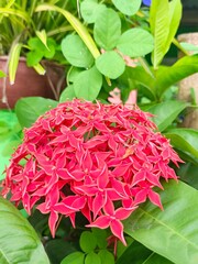 Ixora Bloom: Vivid Red Flower Cluster in Lush Green Garden