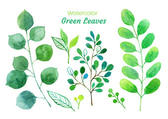 수채화 식물 일러스트