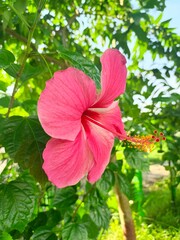 Vibrant Hibiscus Flower Bloom with Nature's Beauty