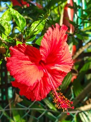 Vibrant Red Hibiscus Bloom in Natural Sunlight