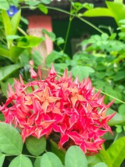 Vibrant Red Ixora Flower Blossom Amidst Lush Greenery