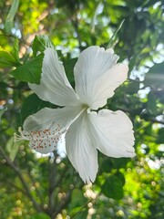 White Hibiscus Silhouette: Blooming Elegance Against Green Canopy