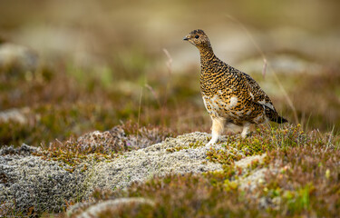 Ptarmigan, Japanese female rock ptarmigan in summer plumage (Lagopus muta hyperborea)