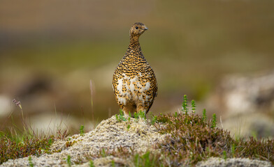 Ptarmigan, Japanese female rock ptarmigan in summer plumage (Lagopus muta hyperborea)