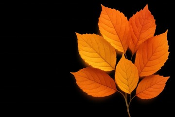 A Study in Orange Leaves Against a Black Background