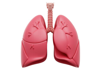 Isolated Human Lungs Anatomy 3D Render