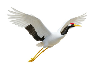 Isolated Red-Crowned Crane in Flight - Graceful Bird and Longevity Symbol