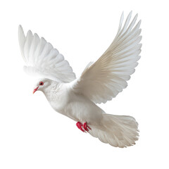 Fototapeta premium White dove in graceful flight captured against a plain background showcasing elegance and tranquility