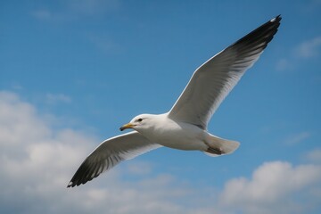Obraz premium A Seagull Soars Through the Clear Blue Sky