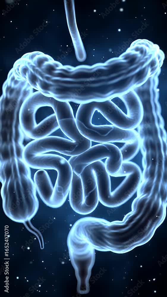 Poster glowing translucent digestive system with small and large intestine in blue against dark background 