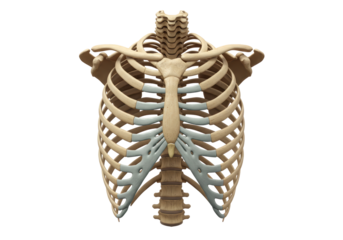Isolated Detailed 3D Render of the Human Rib Cage and Spine, Medical Anatomy Illustration