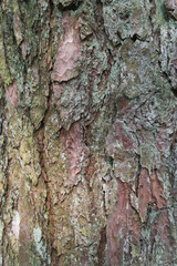 Rough bark texture of aged wooden trunk