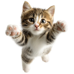 Obraz premium Kitten playfully reaching out in a bright indoor setting during daytime
