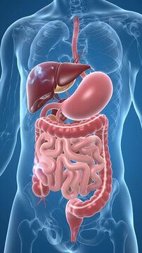 Internal Organ Medical Visualization Liver Stomach and Intestines Anatomy Skeleton Detailed Structure Clear Blue Background