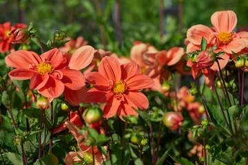 red dahlia G F Hemerik with lots of flowers and flower buds