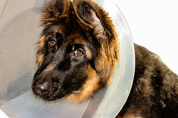 Post-Op Shepherd Puppy with Bandage and Cone