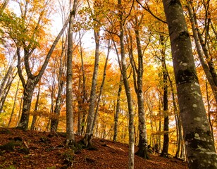 Fototapeta premium Golden Canopy: A Serene Autumnal Forest Landscape bathed in warm sunlight