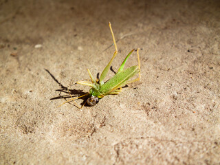 A dead grasshopper on a concrete surface