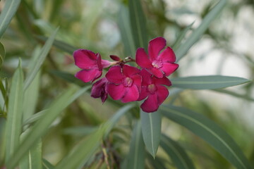 
Cette photo en gros plan met en valeur un groupe de fleurs d'oléandre aux pétales rose fuchsia...