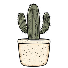 cactus isolated on white