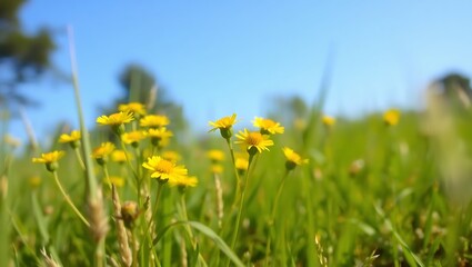 yellow flowers in spring