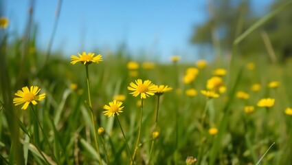 yellow dandelions on a meadow