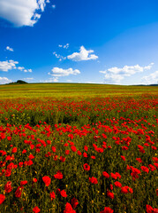 amazing blooming red poppy flowers on the field, unbelievable summer scene,  Tuscany province,...