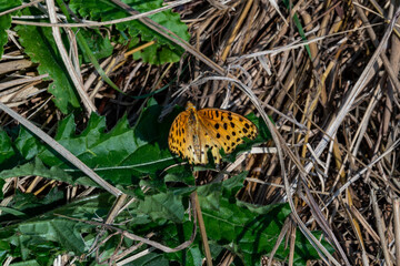Chinese Comma - Polygonia c-aureum - wings are damaged.