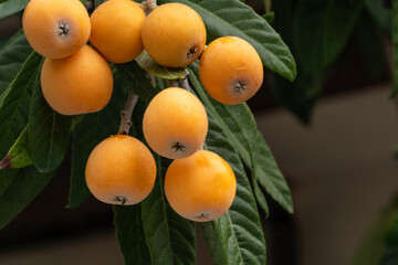 Loquat fruits are growing on trees in a park on the outskirts of Fukuoka, Japan.