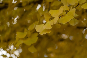 yellow ginkgo leaves look orange in the setting sun in Saitama prefecture, Japan.