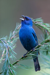indigo bunting bird