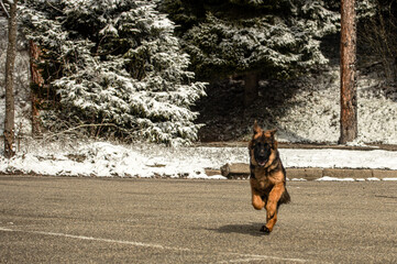 Shepherd Puppy Sprinting by Snowy Pines