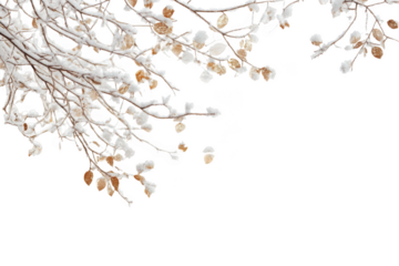 Snowy winter branches with leaves, icy tree limbs, frozen nature scene, seasonal decoration, isolated on transparent background