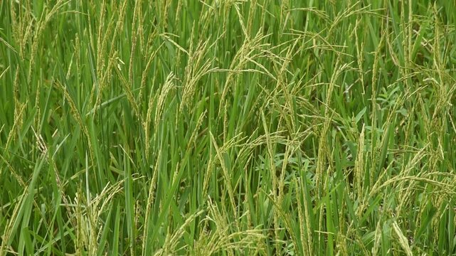rice paddy growing on branch and flowing from wind blow in farm 