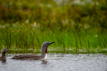 The exquisite beauty of the red-throated loon (Gavia stellata) (Icelandic red-throated loon) is a migratory water bird found in the northern hemisphere.
