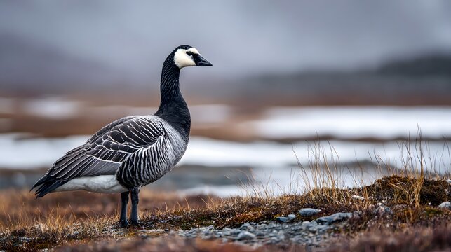 Barnacle goose bird portrait wildlife photography standing in nature outdoor landscape animal birdwatching