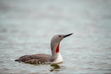 The exquisite beauty of the red-throated loon (Gavia stellata) (Icelandic red-throated loon) is a migratory water bird found in the northern hemisphere.