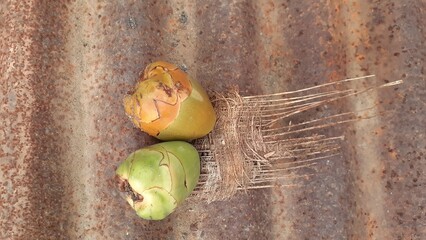 Bluluk is a small and very young part of the coconut fruit. In Indonesia it is usually used as a traditional medicine.
