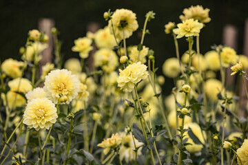 Obraz premium Dahlias In The Flower Borders Of Eythrope Gardens, Buckinghamshire