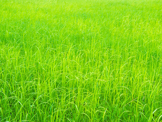 Rice field background, jasmine rice organic agriculture farm raw food ingredient traditional asian, green grass landscape environment zero carbon energy eco concept