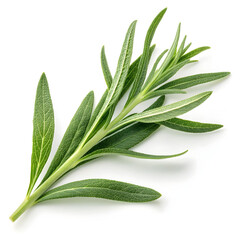 Obraz premium Dried tarragon leaves isolated on white background, showing slender, aromatic green leaves commonly