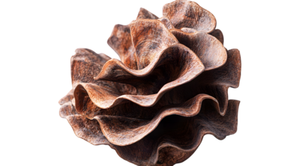 Intricate organic texture, a natural wonder of layered earthy brown segments, close-up detail isolated on white background