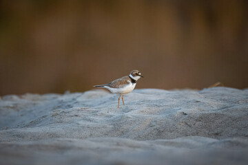 An adult Little Ringed Plover stands on the sandy riverbank, perpendicular to the camera lens, with a brown ground background on a summer sunset.	